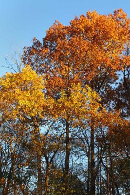 Fall Up