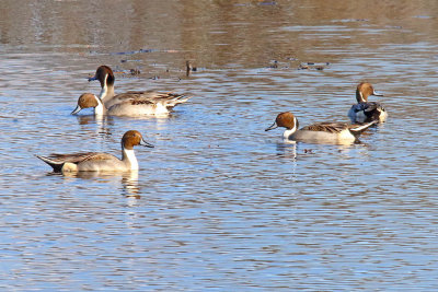 Pintail Party