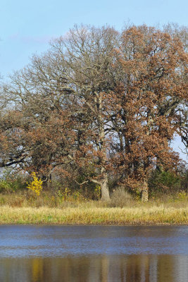 Trees on the Shoreline