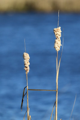Cattail Couple