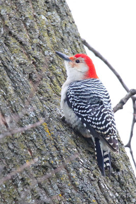 Perch and Peck