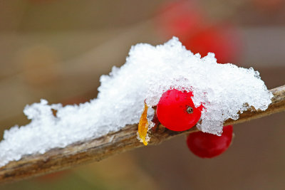 Merry Berries