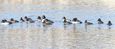 December Ducks in Illinois