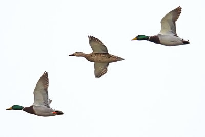 Mallards on the Move