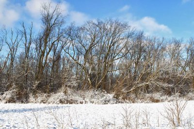 January in White