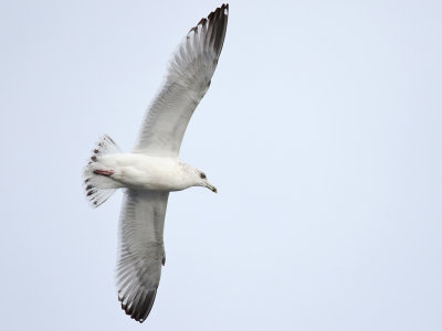 Gull Going By