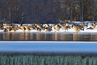 Sleeping Above the Dam