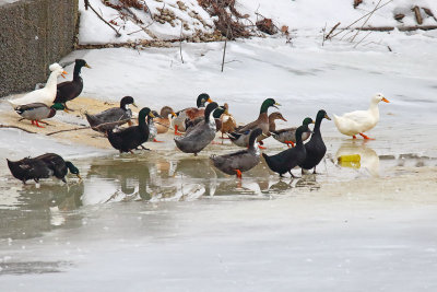 Testing the Ice