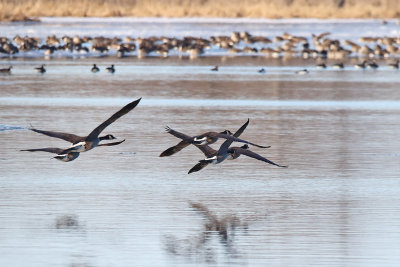 Joing the Flock