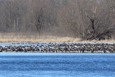 Gazillion Geese