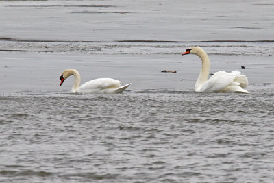 Enjoying the Thaw