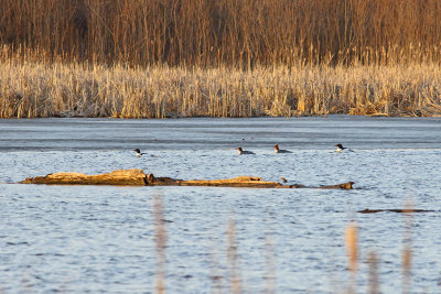 Late Afternoon Swim