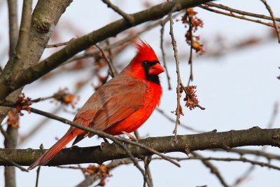 Crest of the Cardinal