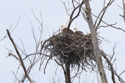 Big Nest for Big Birds