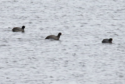 Coots in Calm Waters