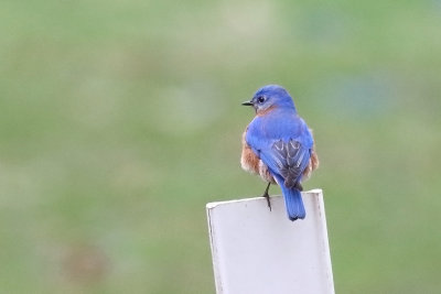 Posted Bluebird 