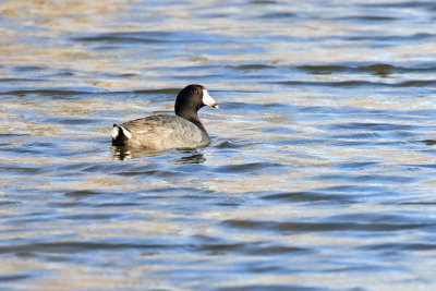 Coot on the Water