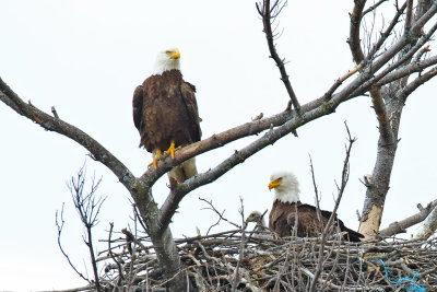 Eagles at Home