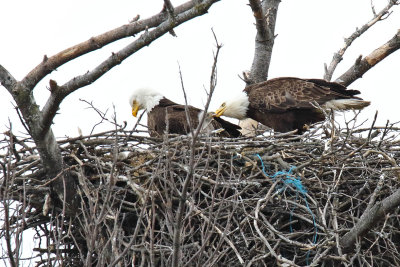 Eagle Parents