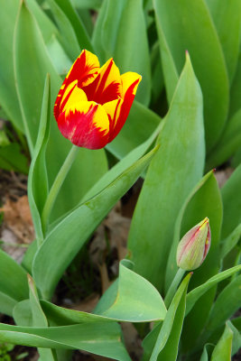 Two-Tone Tulip