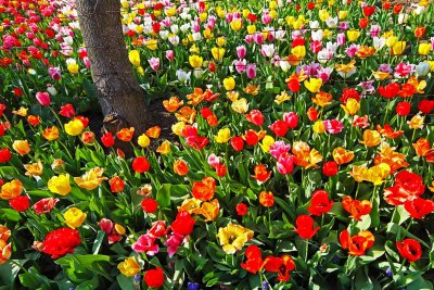 Tons of Tulips