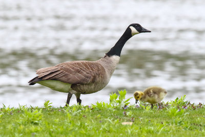 Goose and Gosling 