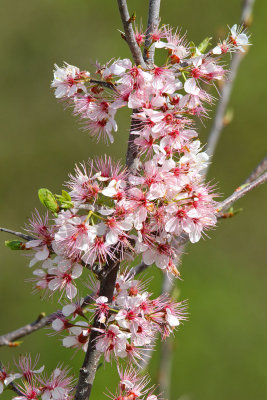 Flowers on a Stick