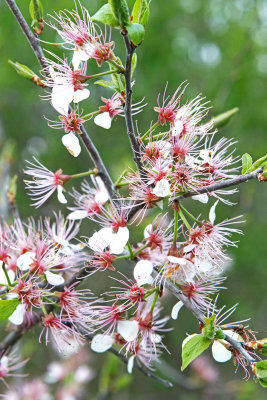 Budding Beauties