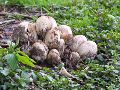 Mess of Mushrooms
