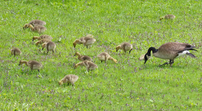 Grazing Geese