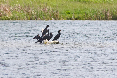 Cast of Cormorants