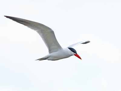 Timing of the Tern