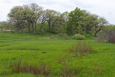 Fen Landscape