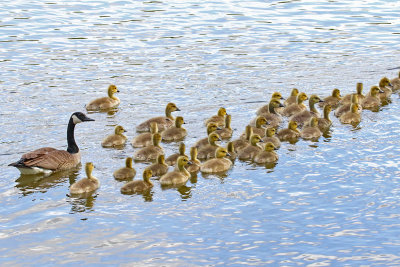 Hurrying the Herd 