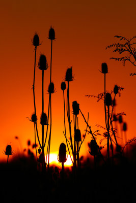 Sunset On Seeds