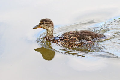 Dashing Duck