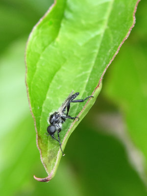 Left on a Leaf