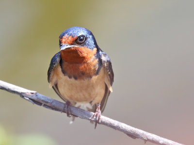 Swallow on a Stick