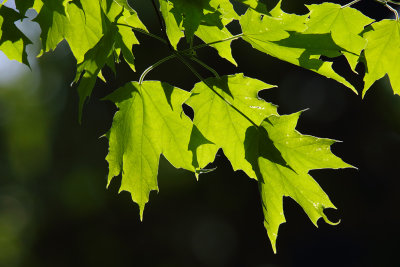 Leaf Lighting