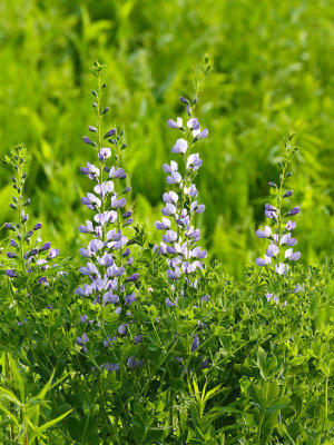 Purple Prairie Flowers