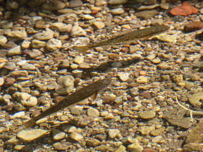 Fish at Fabyan