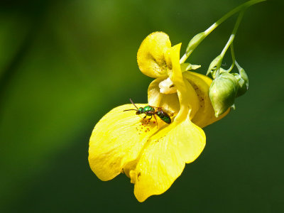 Assuring Pollination 
