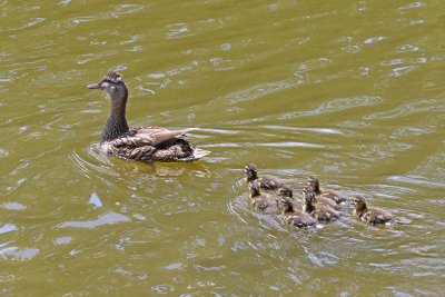 Sticking Close to Mom