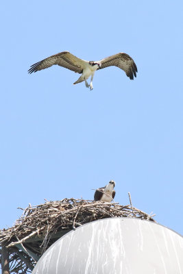 High Above the Nest