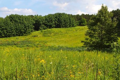 Prairie Pasture