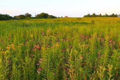 State of a Summer Prairie 