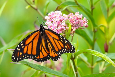Monarch and a Milkweed