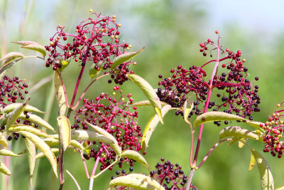 Berry Bush