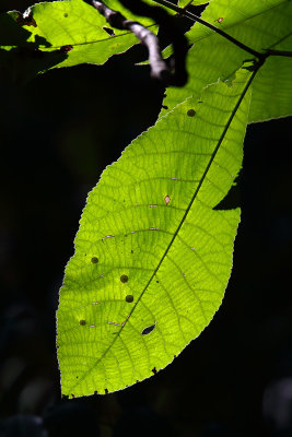 Life of a Leaf