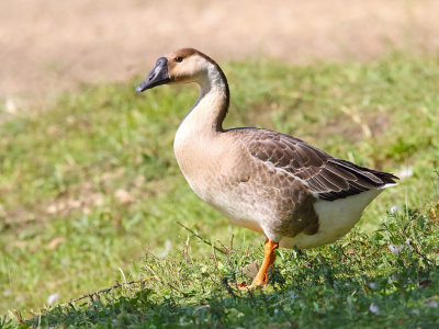 Gander at a Gander 